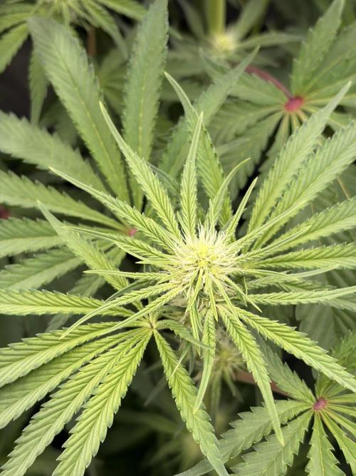 The gassy one/ AutoPot + Athena run. Week 7