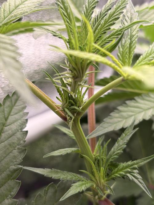 The gassy one/ AutoPot + Athena run. Week 7