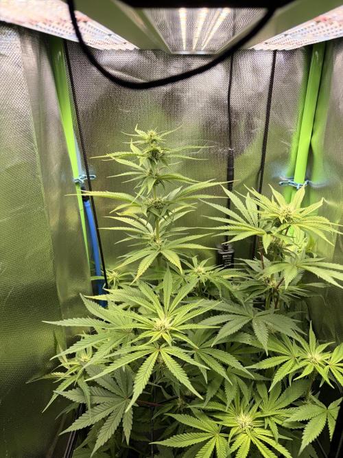 Karels Herer Haze/ AutoPot + Athena. Week 7