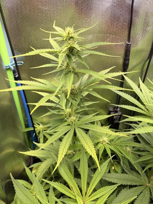 Karels Herer Haze/ AutoPot + Athena. Week 7