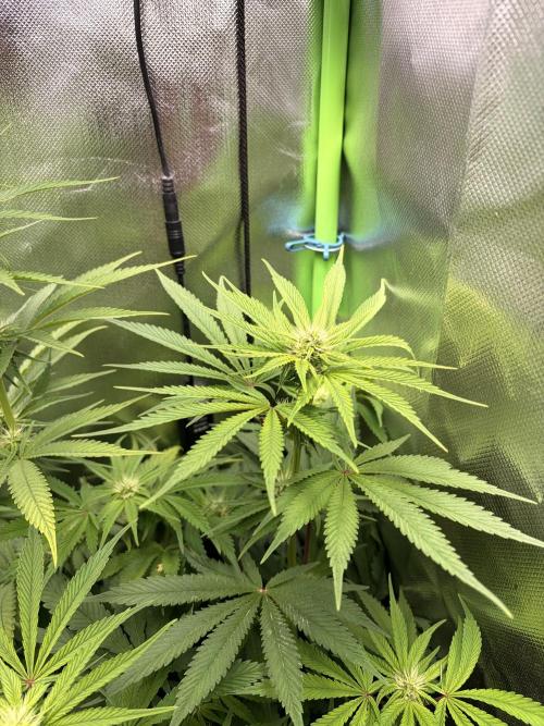 Karels Herer Haze/ AutoPot + Athena. Week 7
