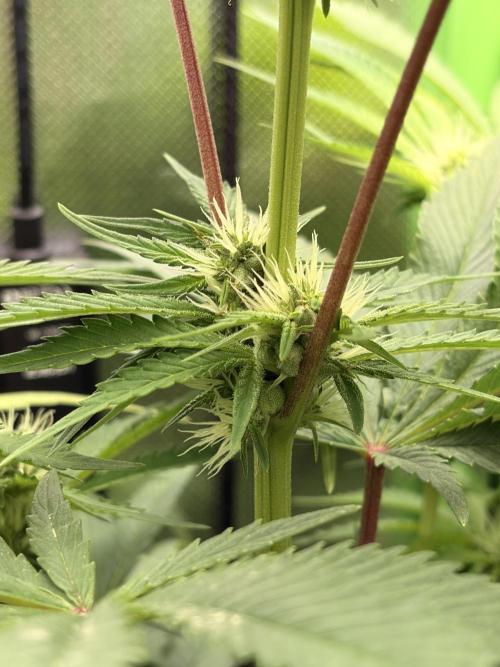 Karels Herer Haze/ AutoPot + Athena. Week 7