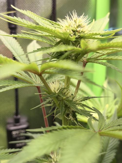 Karels Herer Haze/ AutoPot + Athena. Week 7