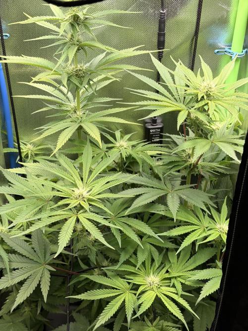 Karel Herer Haze. Week 7