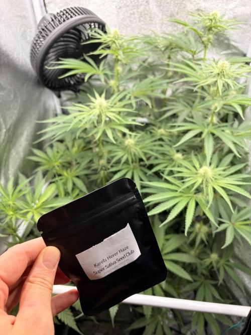 The gassy one/ AutoPot + Athena run. Week 8