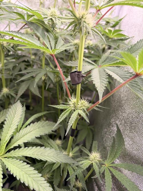 The gassy one/ AutoPot + Athena run. Week 8