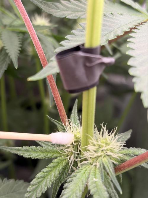 The gassy one/ AutoPot + Athena run. Week 8