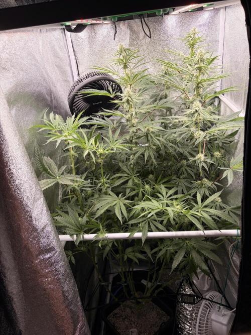 The gassy one/ AutoPot + Athena run. Week 8