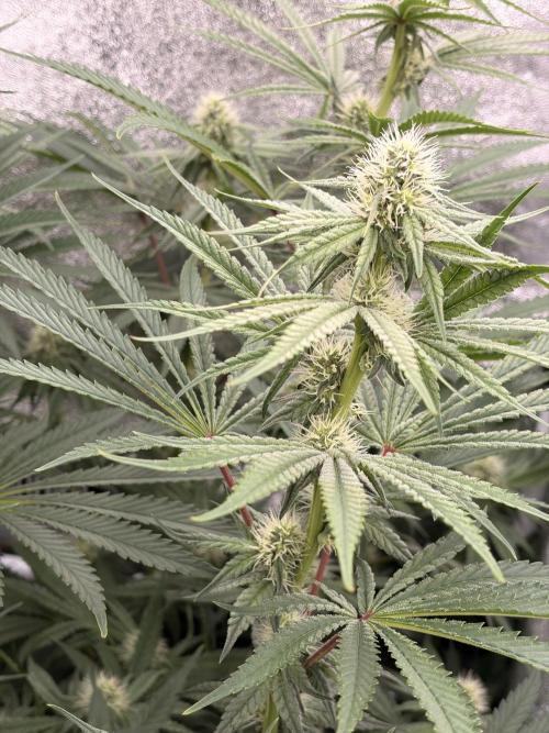 The gassy one/ AutoPot + Athena run. Week 8