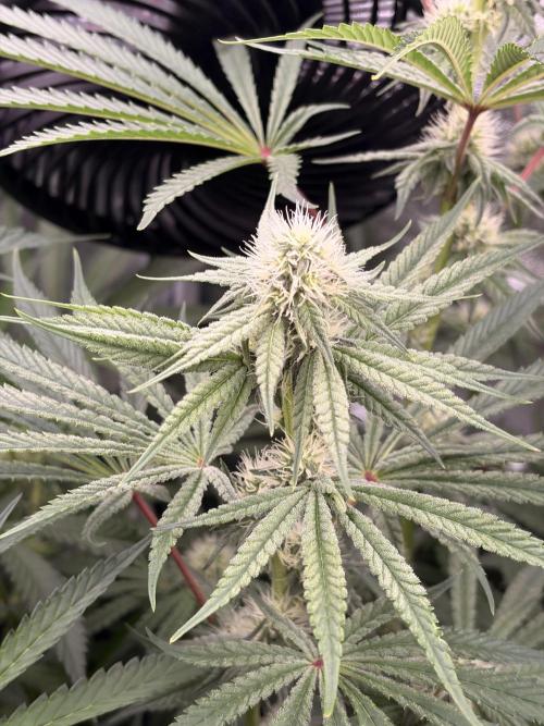 The gassy one/ AutoPot + Athena run. Week 8
