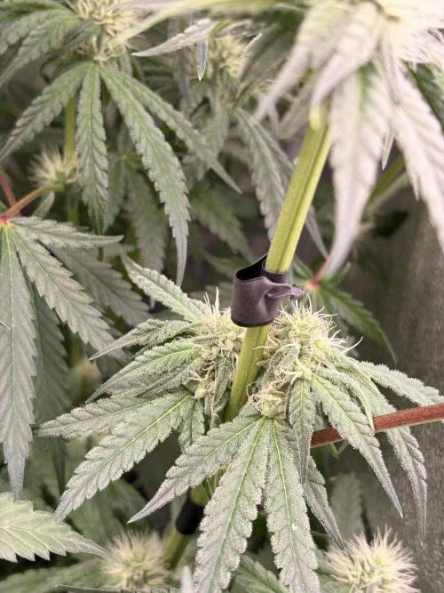 The Gassy One. Week 8