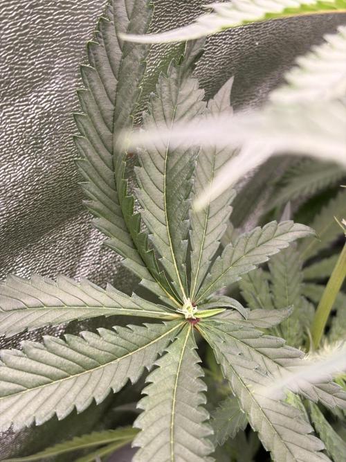 The gassy one/ AutoPot + Athena run. Week 8