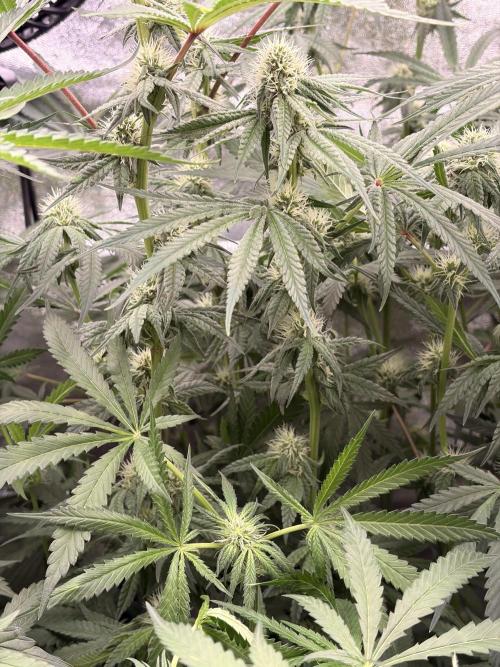 The gassy one/ AutoPot + Athena run. Week 8