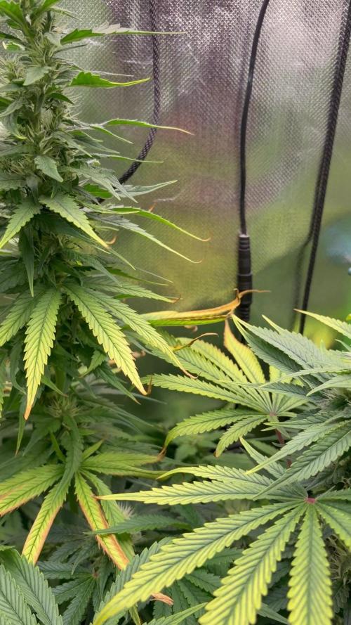 Karels Herer Haze/ AutoPot + Athena