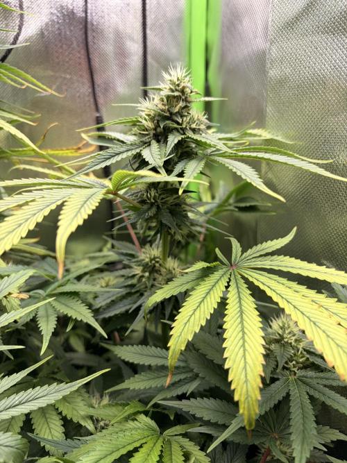 Karels Herer Haze/ AutoPot + Athena. Week 8