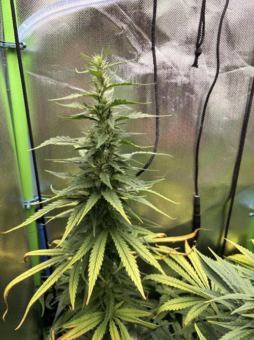 Karels Herer Haze/ AutoPot + Athena. Week 8