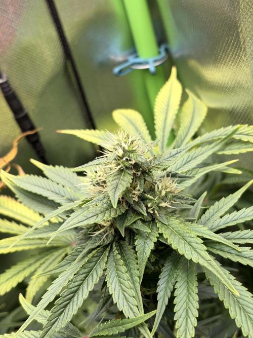 Karels Herer Haze/ AutoPot + Athena. Week 8