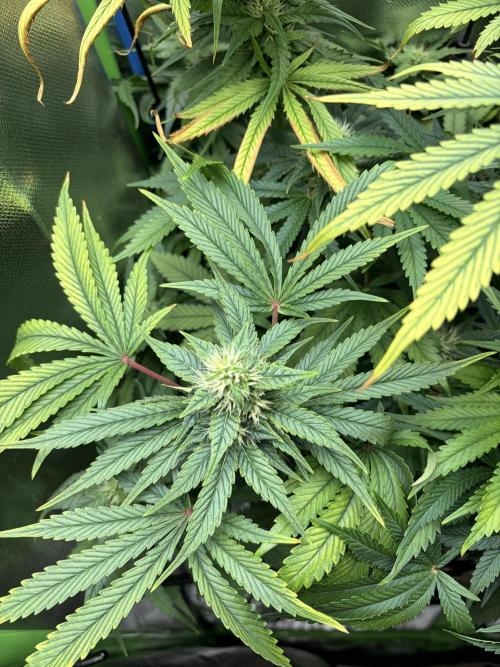 Karels Herer Haze/ AutoPot + Athena. Week 8
