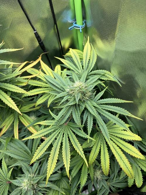 Karels Herer Haze/ AutoPot + Athena. Week 8