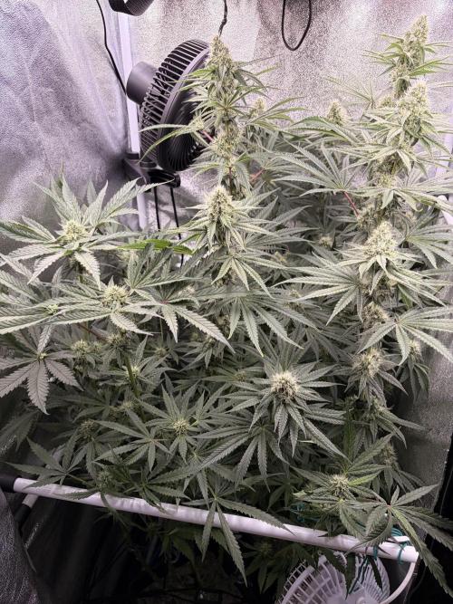The gassy one/ AutoPot + Athena run. Week 9