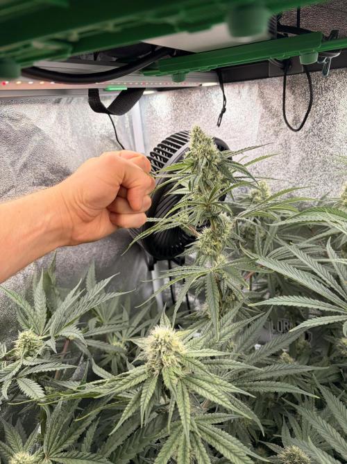 The gassy one/ AutoPot + Athena run. Week 9