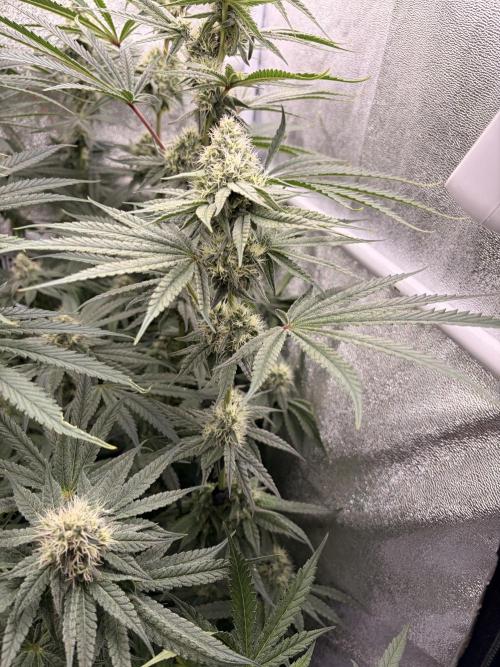 The gassy one/ AutoPot + Athena run. Week 9