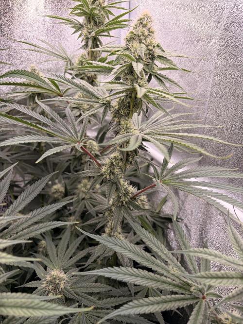 The gassy one/ AutoPot + Athena run. Week 9