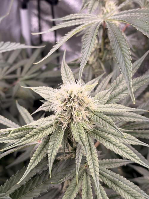 The gassy one/ AutoPot + Athena run. Week 9