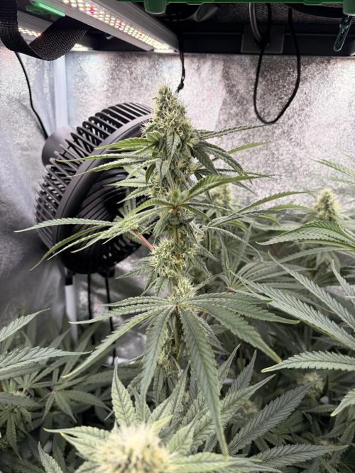 The gassy one/ AutoPot + Athena run. Week 9