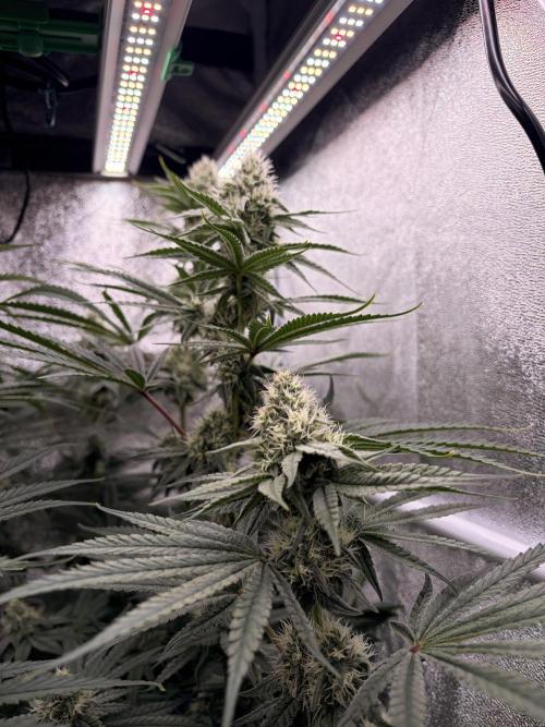 The gassy one/ AutoPot + Athena run. Week 9