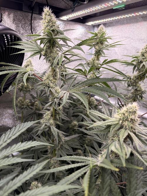 The gassy one/ AutoPot + Athena run. Week 9