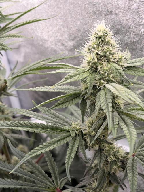 The gassy one/ AutoPot + Athena run. Week 9