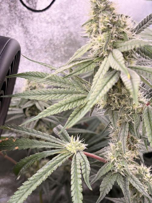 The gassy one/ AutoPot + Athena run. Week 9