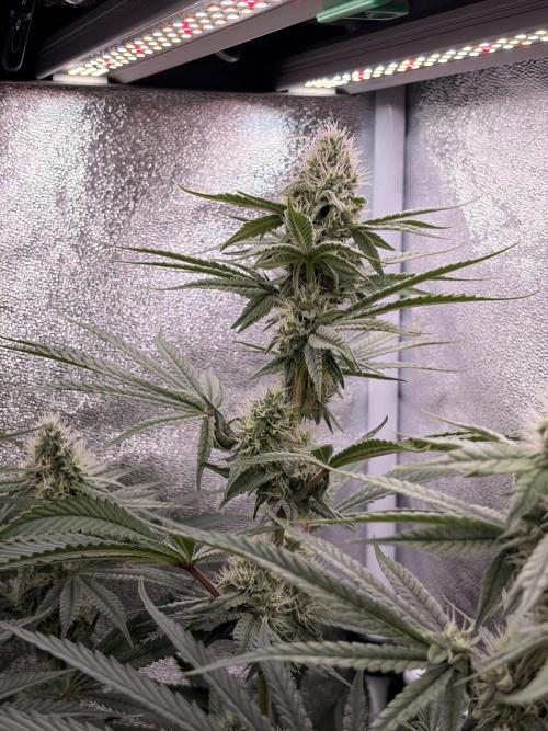 The gassy one/ AutoPot + Athena run. Week 9