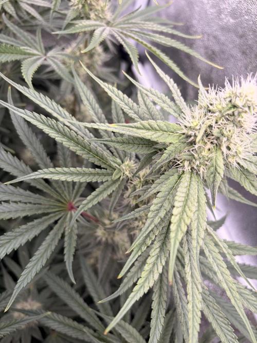 The gassy one/ AutoPot + Athena run. Week 9
