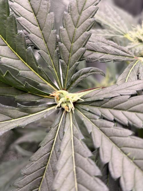 The gassy one/ AutoPot + Athena run. Week 9