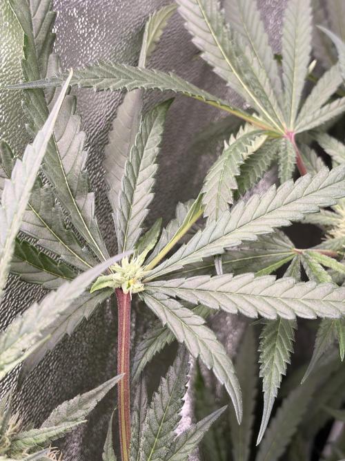 The gassy one/ AutoPot + Athena run. Week 9