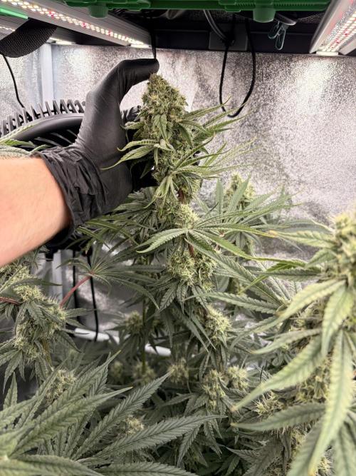 The gassy one/ AutoPot + Athena run. Week 10