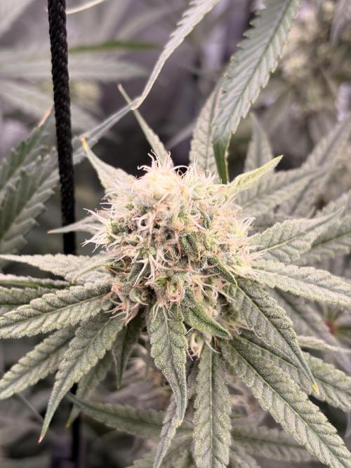 The gassy one/ AutoPot + Athena run. Week 10