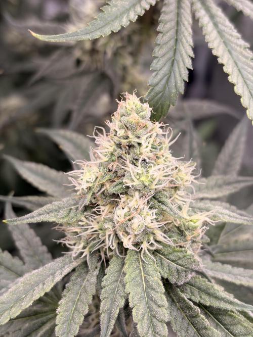 The gassy one/ AutoPot + Athena run. Week 10