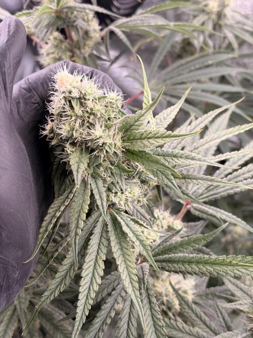 The gassy one/ AutoPot + Athena run. Week 10