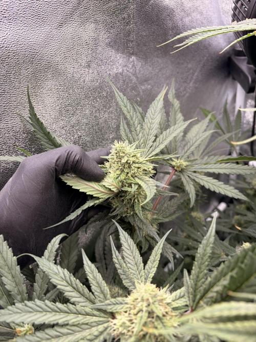 The gassy one/ AutoPot + Athena run. Week 10