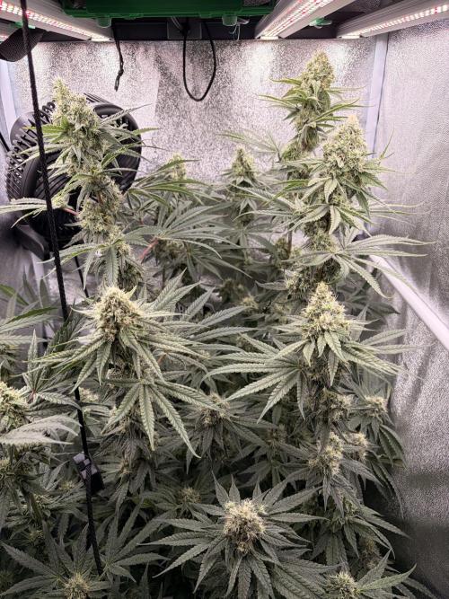 The gassy one/ AutoPot + Athena run. Week 10