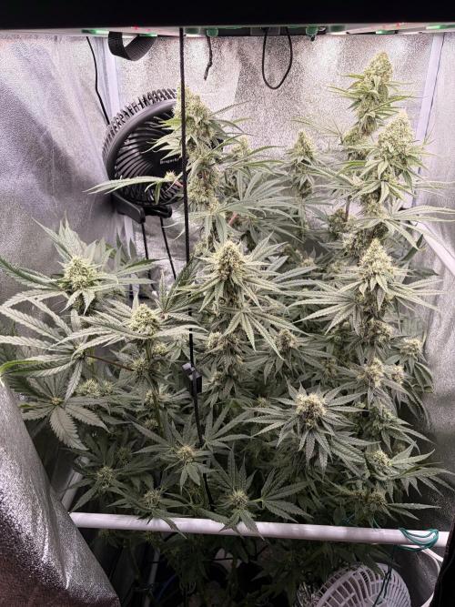 The gassy one/ AutoPot + Athena run. Week 10