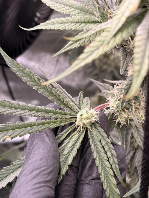 The gassy one/ AutoPot + Athena run. Week 10