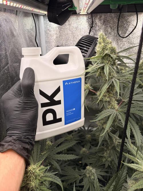 The gassy one/ AutoPot + Athena run. Week 10