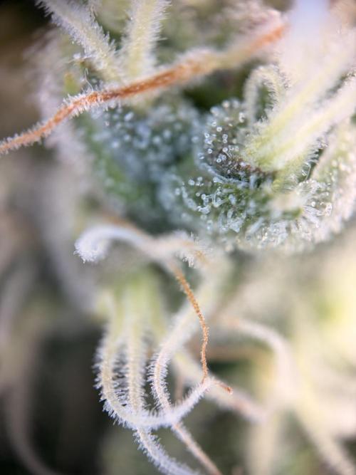 The gassy one/ AutoPot + Athena run. Week 10
