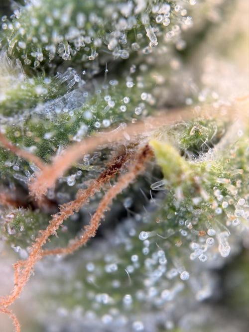 The gassy one/ AutoPot + Athena run. Week 10