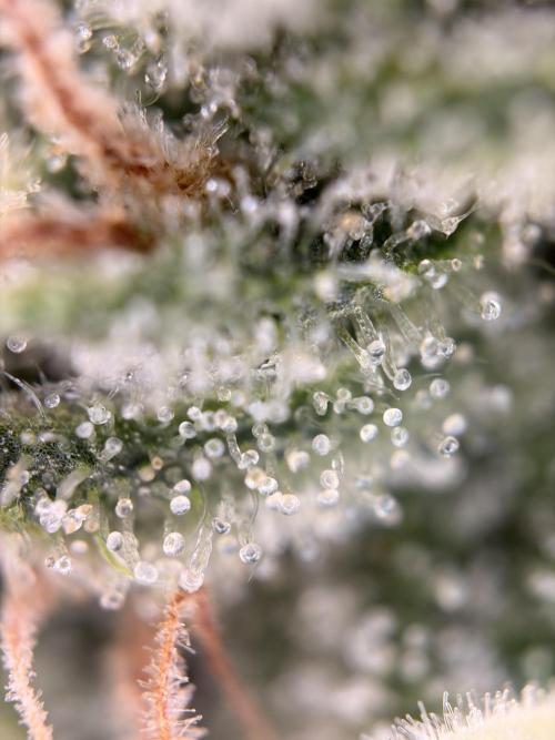 The gassy one/ AutoPot + Athena run. Week 10