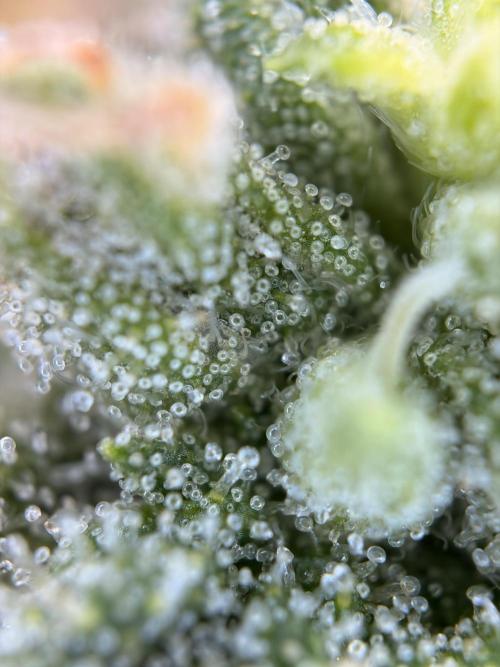 The gassy one/ AutoPot + Athena run. Week 10